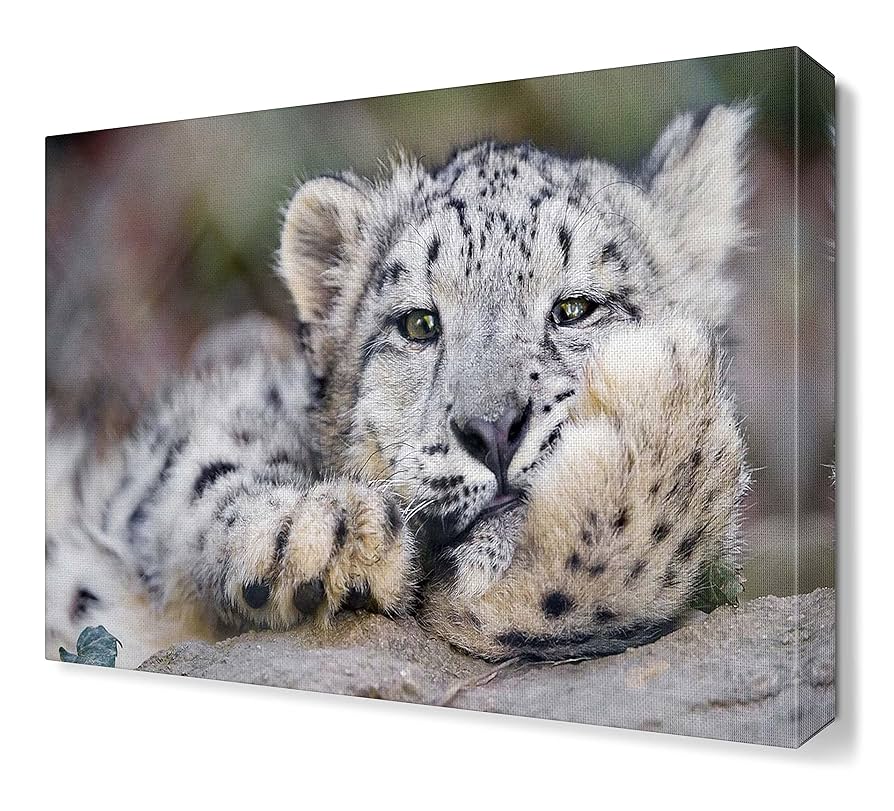 Amazon.co.jp: MANBOC かわいいユキヒョウ アートポスター